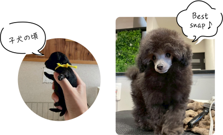 子犬の頃、BestSnap