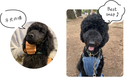 子犬の頃、BestSnap