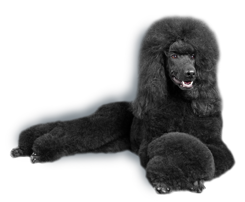 犬