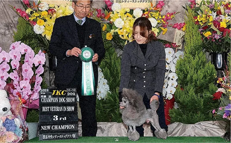 日々のお手入れの努力で、ベテランチャンピオンまで見事に完成致しました。