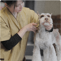 トリマーコース