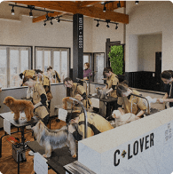 フリータイムコース